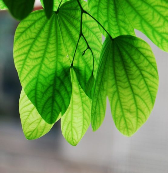 green leaves in macro lens